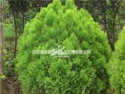 灑金柏苗木供應(yīng)及其在綠化工程中的應(yīng)用與價格指南